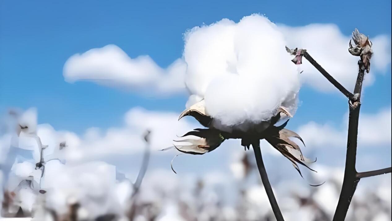 laundry cotton clothes