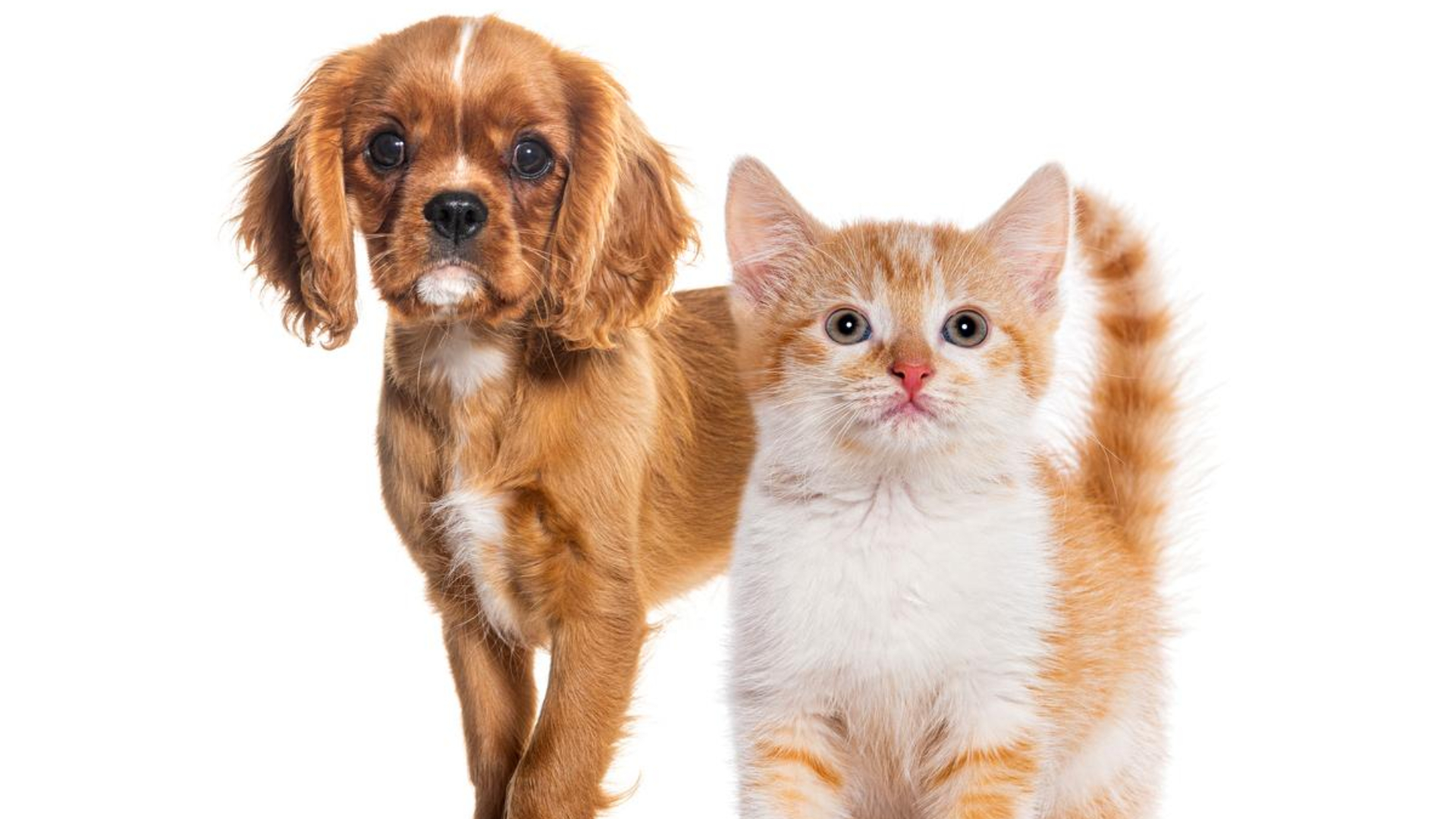 pet hair
